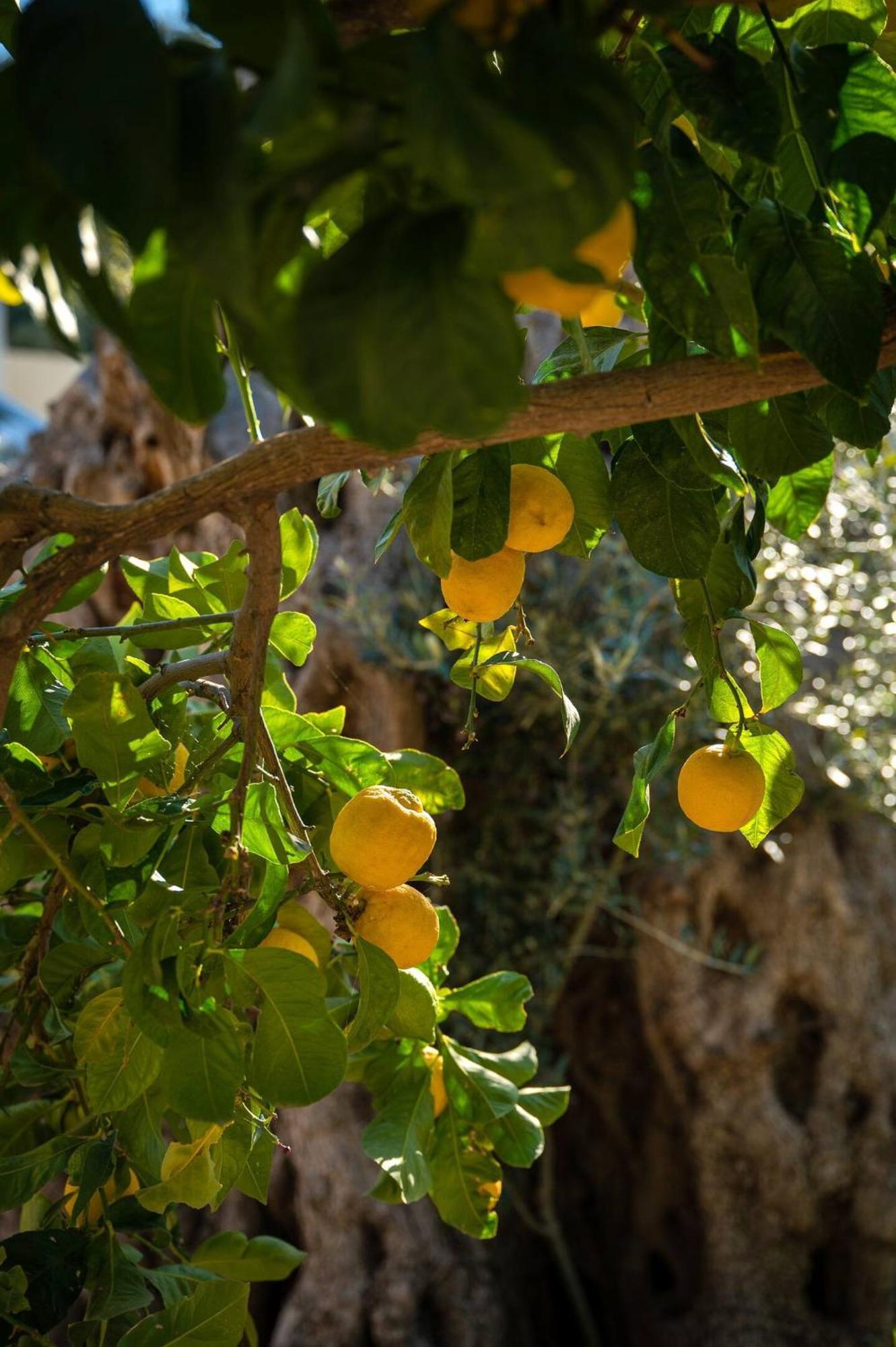 Kouses Physis Country House Near Matala Beach & Faistos מראה חיצוני תמונה