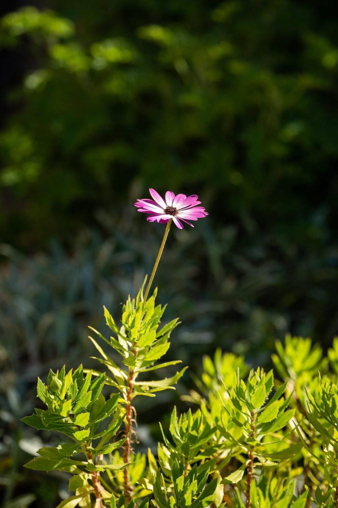 Kouses Physis Country House Near Matala Beach & Faistos מראה חיצוני תמונה