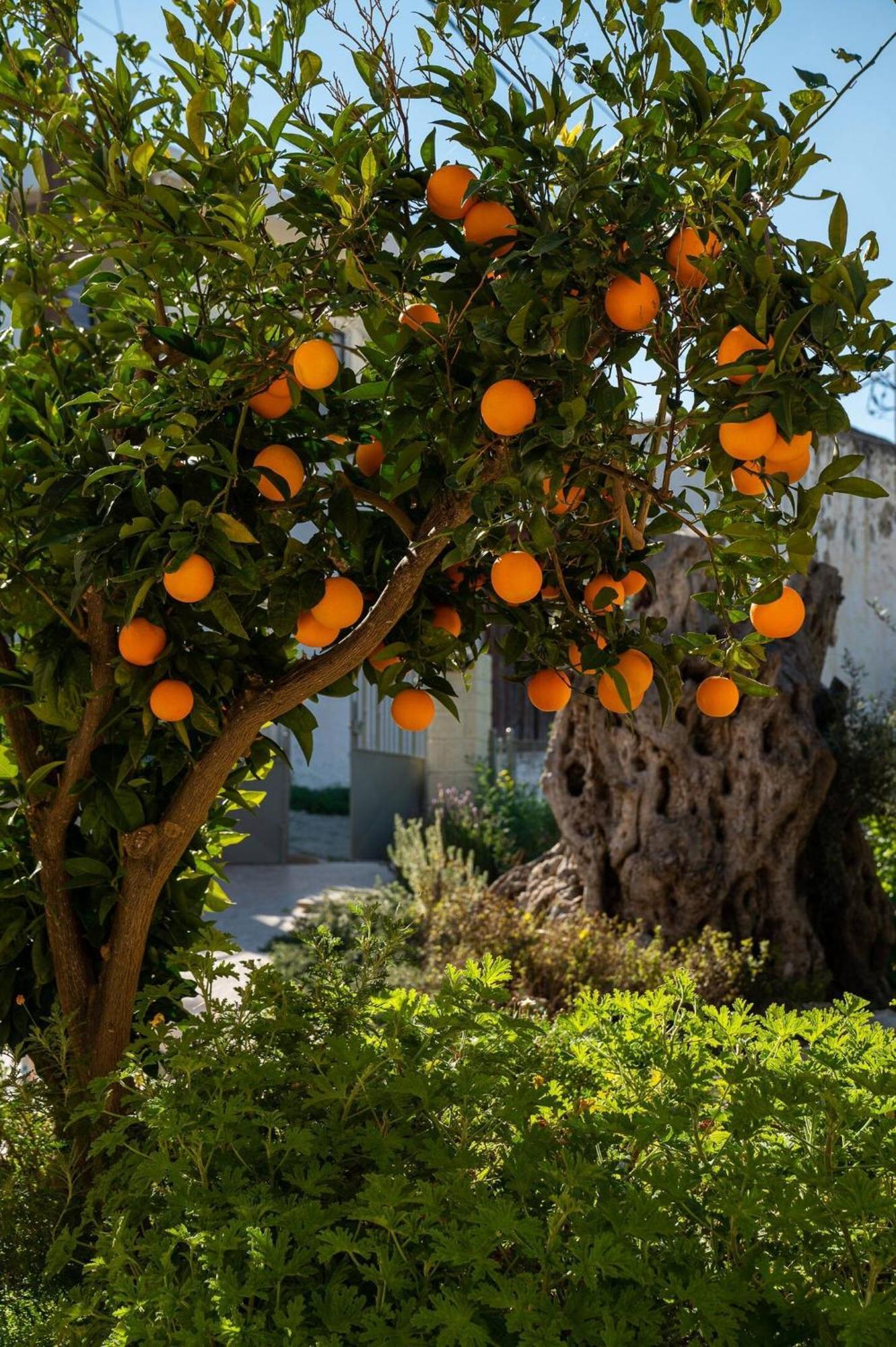 Kouses Physis Country House Near Matala Beach & Faistos מראה חיצוני תמונה